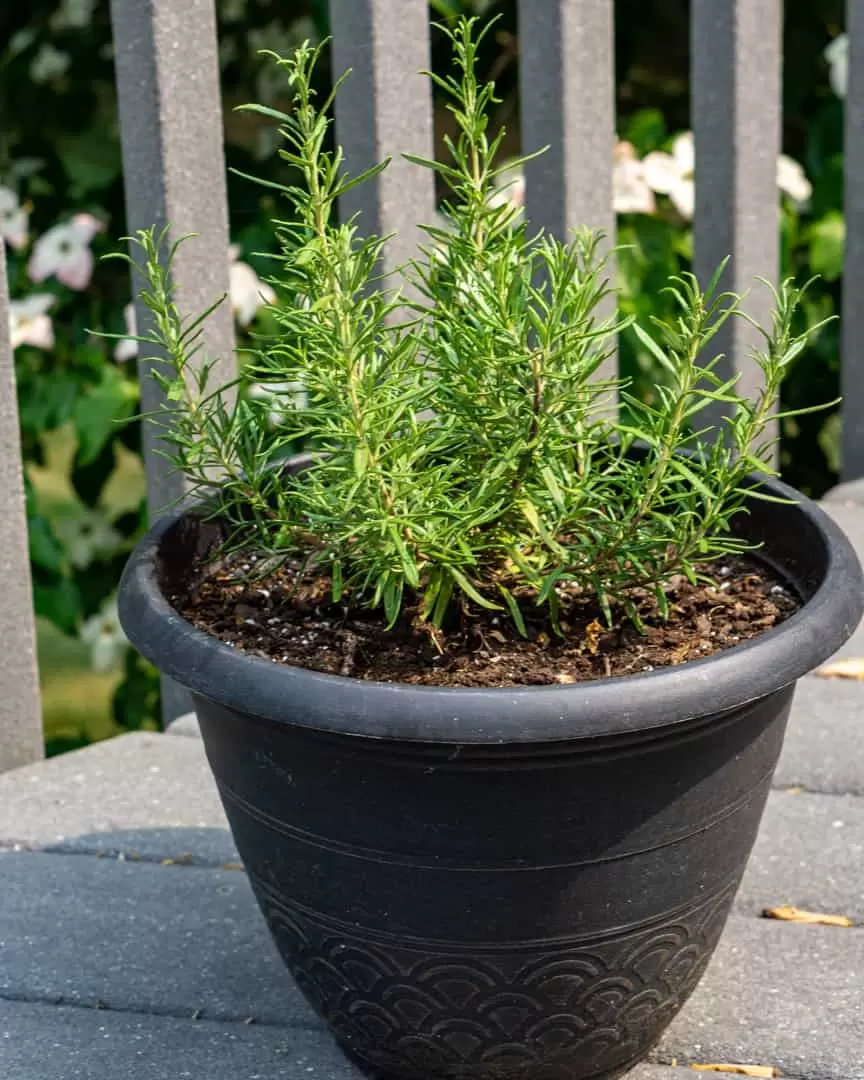 Pot of fresh rosemary